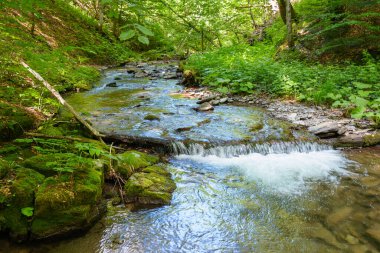 Yoğun ormandaki vahşi su deresi. Yazın Ukrayna ormanlarının manzaralı yeşil ortamı. Güzel doğa manzarası. Güneşli bir günde ormanın tazeliği