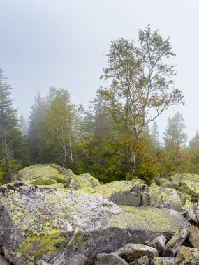 Sis içindeki yosunlu kayanın üzerindeki ağaç. Ukrayna 'da mistik bir sonbahar sabahı. Sonbahar mevsiminde Karpat Dağları 'nın vahşi doğası. Gorgany Tepesi 'nin dik yamacında. İvano-Frankivsk bölgesinde açık hava macerası