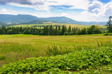 Yazın dağlık kırlarda. Yuvarlanan tepelerdeki orman ve yeşil alan. Mavi gökyüzünün altında bulutlu bir manzara. Kırsal manzaranın güzel manzarası. Güneşli bir günde Karpatlar vadisinde yolculuk
