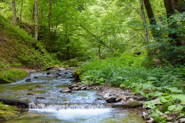 Yoğun ormandaki vahşi su deresi. Yazın Ukrayna ormanlarının manzaralı yeşil ortamı. Güzel doğa manzarası. Güneşli bir günde ormanın tazeliği