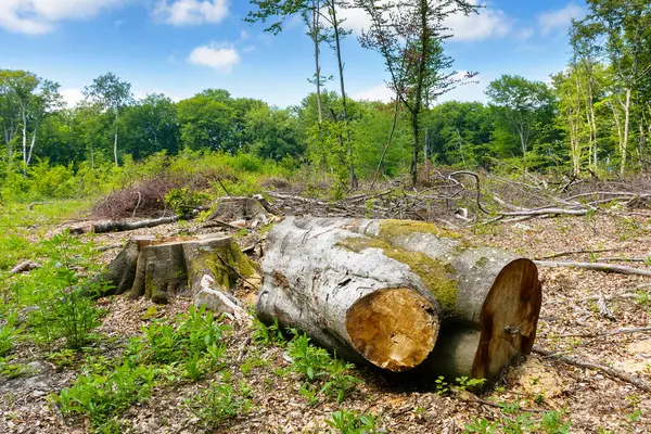Orman kesme servisi yazın. Kereste kütüğü ve kütük sola. Ormanların tahrip edilmesi ve çevresel sorun kavramı. Orman doğası hasarı