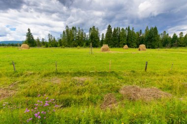 Ormanın yakınındaki kırsal saman tarlası. Ahşap çitin arkasındaki yeşil çimenler. Yazın dramatik bulutlu hava. Karpatya kırsalının manzaralı tarım manzarası