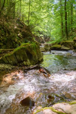 Yazın ağaçlar ve kayalar arasında su akışı olur. Nehir ve taşlarla kaplı orman manzarası. Seyahat için güzel bir arka plan. Karpat ormanlarında yeşil yapraklı açık hava macerası