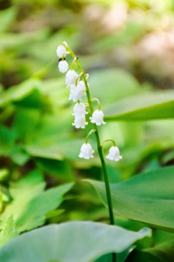 Vadideki Lily. Bahçede bahar çiçeği açar. Çiçeksel doğa geçmişi