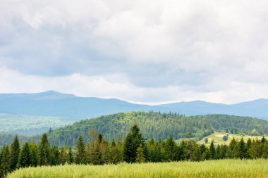 Tarlanın arkasındaki ormanla birlikte dağlardaki manzara. Bulutlu gökyüzü olan yaz doğası. kırsal arkaplan