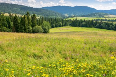 Yazın çim tarlası olan kırsal alan. Gökyüzünün altındaki güzel dağ manzarası ve arka planda bulutlar
