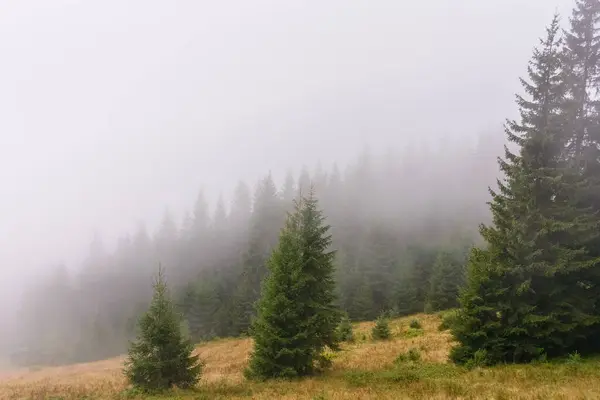 Sis içindeki kozalaklı orman. Soğuk sonbahar sabahının doğa geçmişi. Sonbahar mevsiminde bulutlu gökyüzü ile Karpatların büyüleyici manzarası