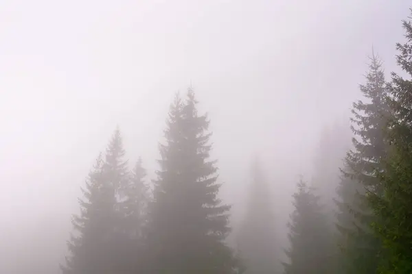 Sis içindeki kozalaklı orman. Soğuk sonbahar sabahının doğa geçmişi. ağaç siluetleriyle gizemli bir manzara