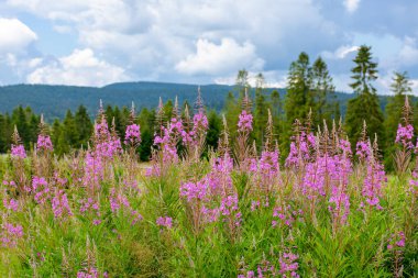 Yosun yaz manzarasında çiçek açar. Karpatya dağlarındaki ormanın yakınındaki çayırda mor çiçekler. Gökyüzü bulutlu bir kırsal alanın manzarası