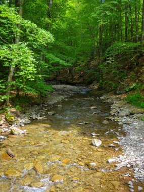 Ormandaki nehir. Kayalarla dolu güzel bir arka plan. Güneşli bir günde akan su akıntısı ile yaz manzarası. Ağaçlardaki yemyeşil yapraklar.