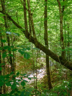 Yazın orman manzarası. Kayın ağaçlarının yemyeşil yaprakları var. Karpatların doğal çevresi. Dallar arasında görünüm