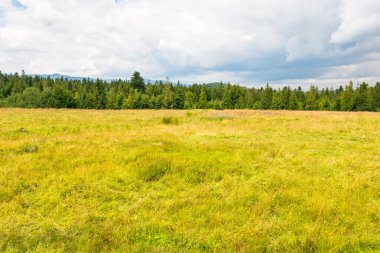 Bulutlu bir günde uzak dağlarla kırsal otlaklar. Yazın çayır ve ormanlı doğa. Sakin havalarda manzara.