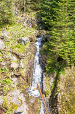 Sonsuz yeşil ormanda şelale. İlkbaharda dağ deresi olan güzel doğa manzarası. Kayaların arasından akan su akıntısı. vahşi ve taze alp ortamı