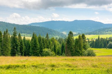 Yazın bulutlu gökyüzü olan Carpathian dağ manzarası. Tepedeki ağaçlarla seyahat etmek. Güneşli bir günde harika bir kırsal bölge