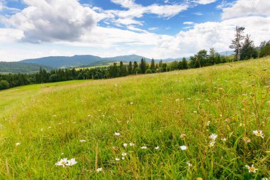 Yazın dağlık kırlarda. Yuvarlanan tepelerdeki orman ve yeşil alan. Mavi gökyüzünün altında bulutlu bir manzara. Kırsal manzaranın güzel manzarası. Güneşli bir günde Karpatlar vadisinde yolculuk