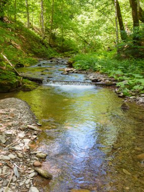 Yoğun ormandaki vahşi su deresi. Yazın Ukrayna ormanlarının manzaralı yeşil ortamı. Güzel doğa manzarası. Güneşli bir günde ormanın tazeliği