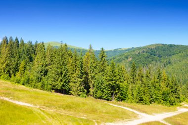Tepesinde orman olan dağ manzarası ve yazın yokuş yukarı giden patika. Güneşli bir günde mavi gökyüzünün altında Ukraynalı Karpatların güzel seyahat geçmişi