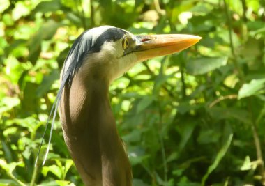 Bu, bir sonraki yemeğini daha yeni görmüş bir balıkçıl..