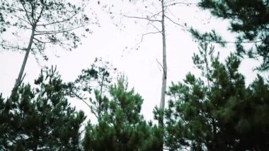 Orman, Doğa, Tropik, Güzel, Yaz