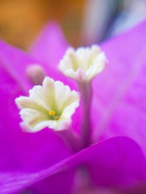 Güzel botanik fotoğrafı, doğal duvar kağıdı.