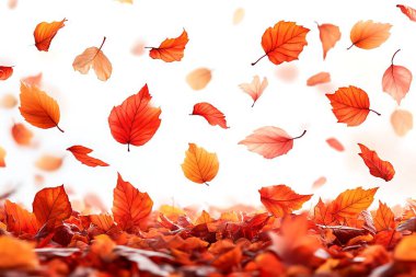 Bu resim canlı turuncu ve kırmızı sonbahar yapraklarının zarif bir şekilde beyaz bir zemine düşüşünü gösteriyor. Yapraklar keskin bir odak noktasında hareket ve dinginlik hissi yaratıyor..