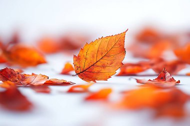 Alçak açılı büyüleyici çekimler parlak turuncu ve kırmızı sonbahar yapraklarını beyaz arka planda sergiliyor, mevsimsel güzelliği vurguluyor ve sade, temiz bir sadelik duygusunu vurguluyor.