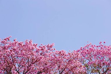 Güzel pembe sarmaşık ağaçları. Handroanthus impetiginosus olarak da bilinir. Tam çiçeklenme, dingin mavi gökyüzüne karşı canlı bir renk görüntüsü yaratır. Doğanın güzelliğini ve sükunetini yansıtıyor.