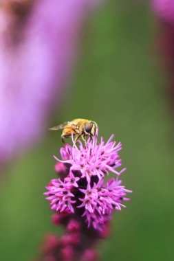 Gangwon do Güney Kore Arıları lavanta çiçeklerindeki polenleri emiyorlar.