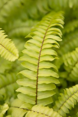 Eğreltiotu yaprağı, kılıca benzeyen şekliyle çok şık görünüyor.