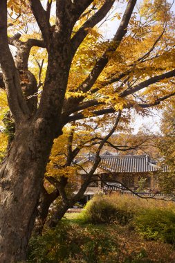 sonbaharda ağaçlı ev manzarası