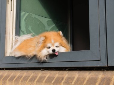 Pomeranya 'lı köpek yavrusu, dilini dışarı çıkararak güneşin altında dinleniyor..