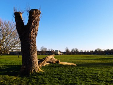 Cambridge, Birleşik Krallık 'ta yaz ortası yaygın olarak kesilen ağaç