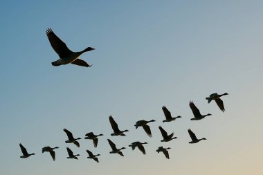 Bir sürü önünde uçan bir kuş. Bu resim yapay zeka tarafından oluşturulmuş..