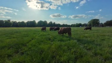 İnekler Cambridge, Birleşik Krallık 'ta yaz ortası otluyor