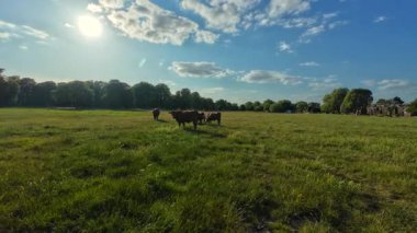 İnekler Cambridge, Birleşik Krallık 'ta yaz ortası otluyor