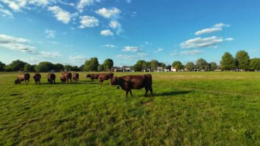 İnekler Cambridge, Birleşik Krallık 'ta yaz ortası otluyor