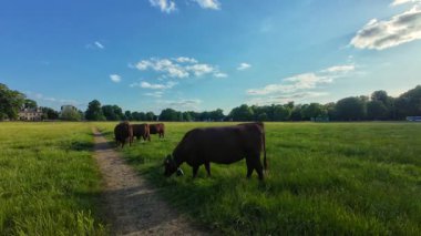 İnekler Cambridge, Birleşik Krallık 'ta yaz ortası otluyor