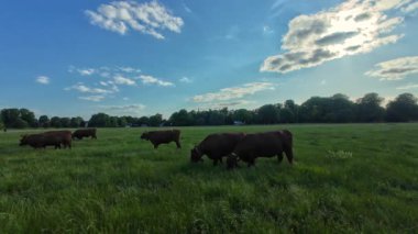 İnekler Cambridge, Birleşik Krallık 'ta yaz ortası otluyor