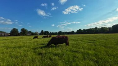 İnekler Cambridge, Birleşik Krallık 'ta yaz ortası otluyor