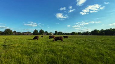 İnekler Cambridge, Birleşik Krallık 'ta yaz ortası otluyor
