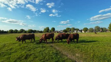 İnekler Cambridge, Birleşik Krallık 'ta yaz ortası otluyor