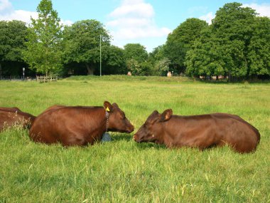 Kahverengi İnekler Cambridge, Midsummer Common 'da dinleniyor ve uyuyor.