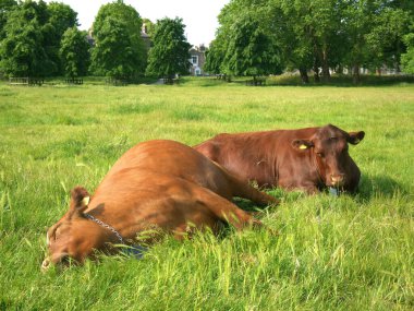 Kahverengi İnekler Cambridge, Midsummer Common 'da dinleniyor ve uyuyor.