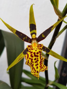 Orkide Brassia maculata ya da benekli brassia yakın çekim 