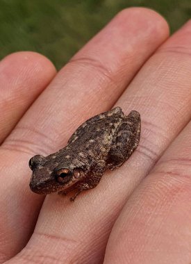 Bir insanın elinde rahatça dinlenen küçük kahverengi bir kurbağanın yakın plan görüntüsü. Kurbağaların dokulu derisi ve parlak gözleri, bulanık yeşil bir arka plana karşı doğal özelliklerinin karmaşık detaylarını göstererek vurgulanır..
