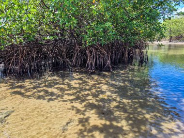Sığ ve berrak sulara gömülü yoğun mangrovların sakin manzarası sakin bir nehir kıyısı boyunca canlı bitki örtüsünü yansıtıyor ve sakin bir doğal ortam yaratıyor..