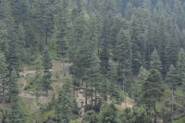 Kashmir bölgesinden Çam Ağacı