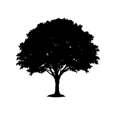 Beyaz Dal Yapısına Karşı Ayrıntılı Geniş Ağacın Silüeti