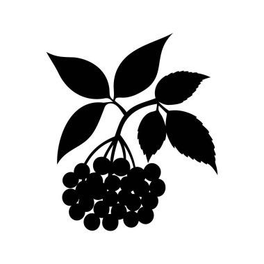 Beyaz arka planda yaprakları olan bir dut dalının silüeti