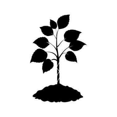 Toprakta büyüyen genç bir fidan ağacının siyah silüeti.